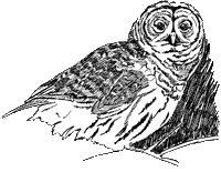 Barrel Owl